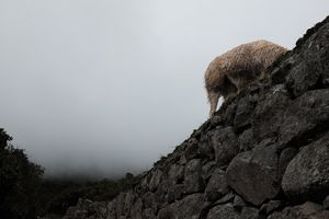 a llama at Machu Picchu